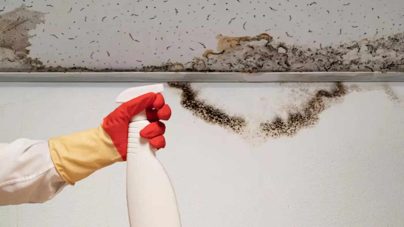 Gloved hand holding a spray bottle below mold spotting along a ceiling edge