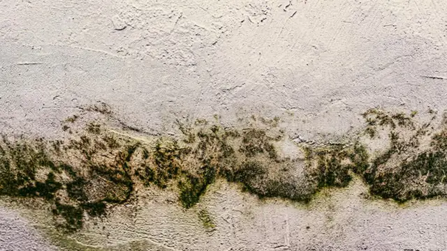 Close view of a band of green and black mold growth along a painted wall